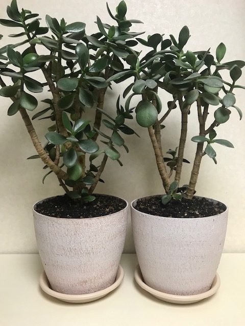 恋愛・結婚・不倫・浮気・夫婦問題など 女性専用カウンセリングルーム 美来